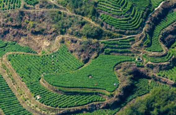 上春山 品春茶 游保靖