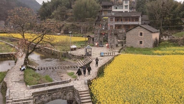 金黄花海映古墙