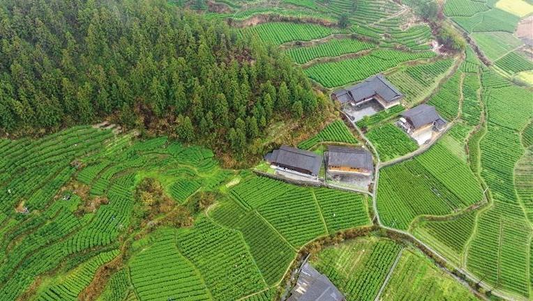 一个丰收的春天