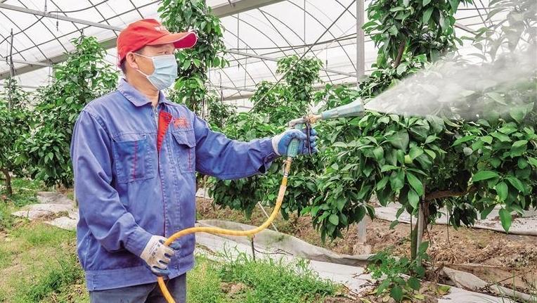精细培管护航丰产