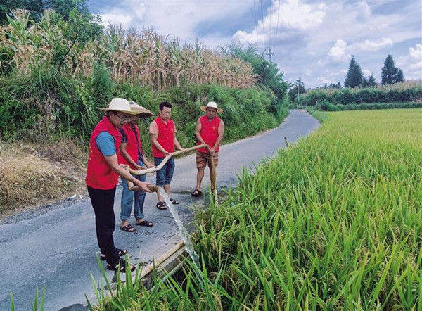 保靖县阳朝乡夕铁村：志愿者在百亩稻花鱼养殖基地进行灌溉