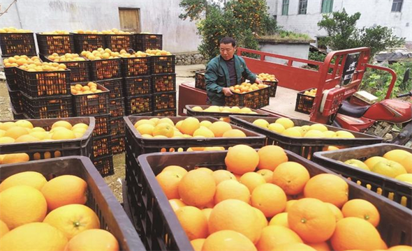 柑橘稳产 促增收